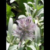 Stachys Lavandulifolia (fam. Labiees)(Asie Mineure) (03)
